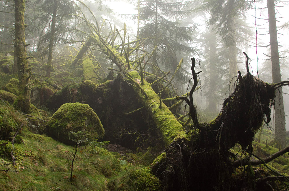 Vieille forêt vosgienne : arbres couverts de mousse et bois mort dans la brume