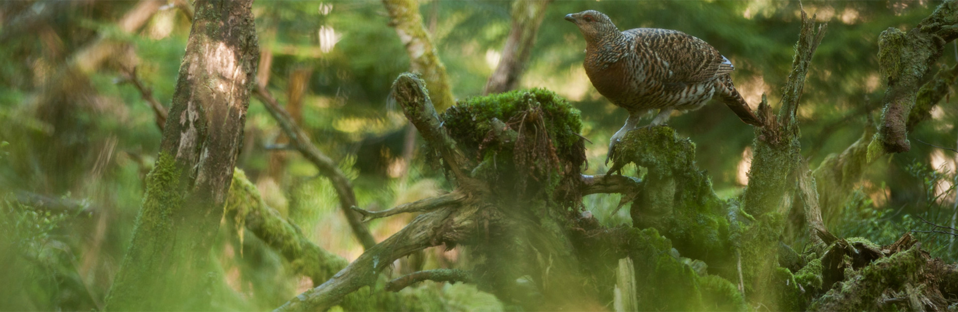 Poule de Grand Tétras dans le bois mort et la mousse