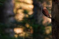 Glaucidium passerinum