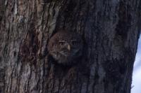 Glaucidium passerinum