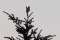 Glaucidium passerinum