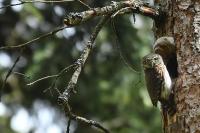 Glaucidium passerinum