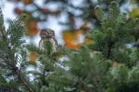 Glaucidium passerinum