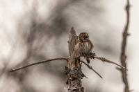Glaucidium passerinum