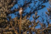 Glaucidium passerinum