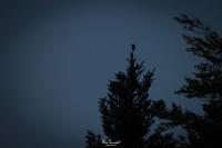 Glaucidium passerinum