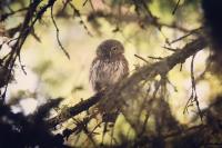 Glaucidium passerinum