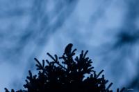 Glaucidium passerinum