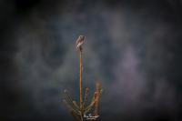 Glaucidium passerinum