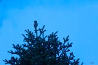 Glaucidium passerinum