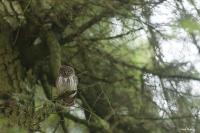 Glaucidium passerinum