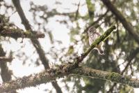 Glaucidium passerinum