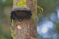 Glaucidium passerinum