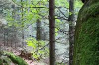 Glaucidium passerinum