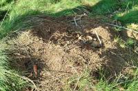 Formica rufa sensu lato