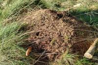 Formica rufa sensu lato