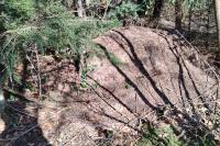 Formica rufa sensu lato