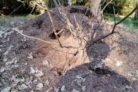 Formica rufa sensu lato