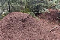 Formica rufa sensu lato