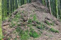 Formica rufa sensu lato