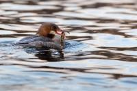 Mergus merganser