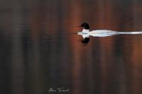 Mergus merganser
