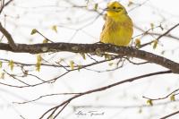 Emberiza citrinella
