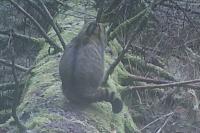 Felis silvestris silvestris