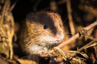 Clethrionomys glareolus