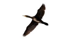 Phalacrocorax carbo