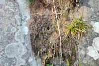 Troglodytes troglodytes