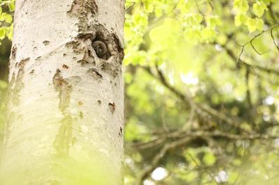 Jeune Chouette de Tengmalm dans une cavité de Pic noir